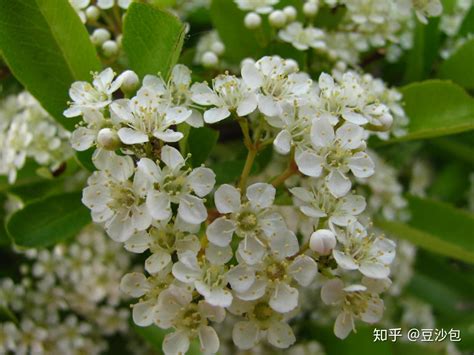 會開白花的樹|常见开白花植物